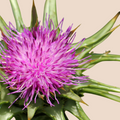 NUTRIN Artichoke Liver Support